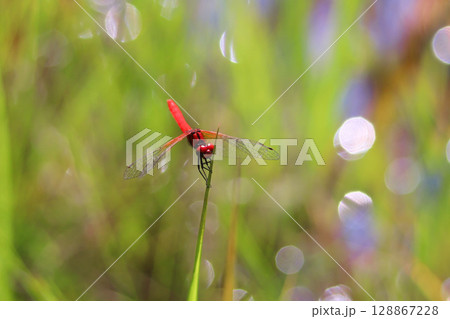 ハッチョウトンボのオス ハッチョウトンボのオス 128867228