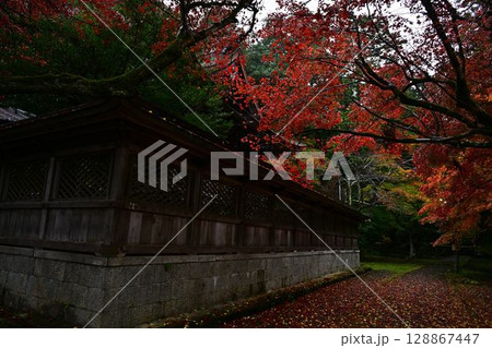養父神社の紅葉 128867447
