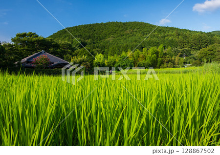鮮やかなイネ　伊豆半島の田園 128867502