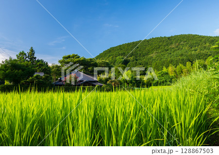鮮やかなイネ　伊豆半島の田園 128867503