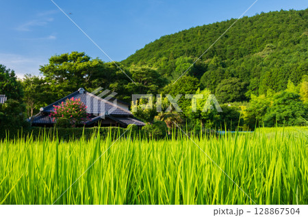 鮮やかなイネ　伊豆半島の田園 128867504