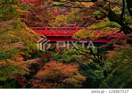 養父神社の紅葉 養父神社の紅葉 128867527
