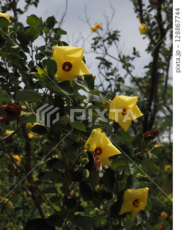 黄色い花とつぼみをつけたハマボウ 128867744