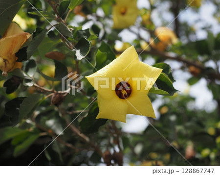 黄色いハマボウの花のクローズアップ 128867747