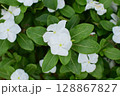 花 128867827