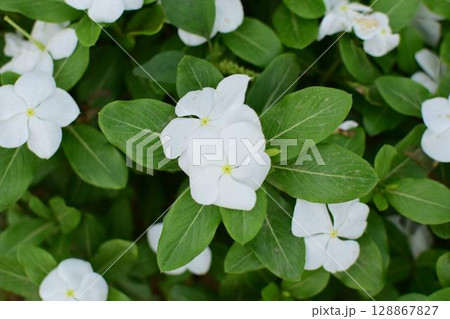 花 128867827