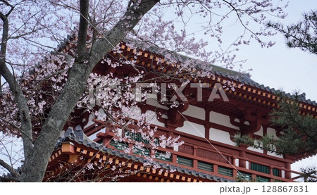 桜に彩られ多賀城南門 128867831