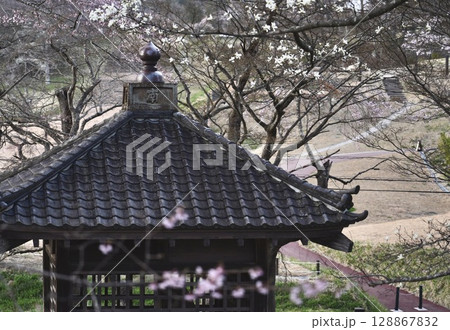 早春の多賀城碑 早春の多賀城碑 128867832