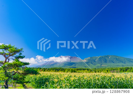 （群馬県）快晴下の嬬恋村トウモロコシ畑（後方に浅間山） 128867908