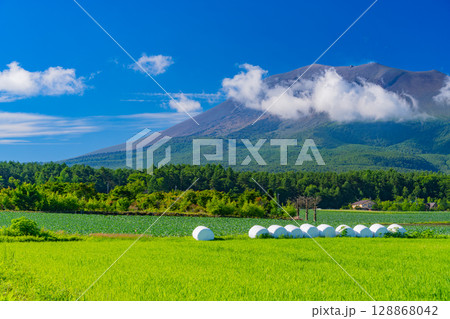 (群馬県)嬬恋村 牧草ロール(後方に浅間山) (群馬県)嬬恋村 牧草ロール(後方に浅間山) 128868042