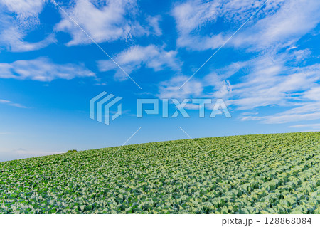 (群馬県)快晴下の嬬恋村キャベツ畑 (群馬県)快晴下の嬬恋村キャベツ畑 128868084