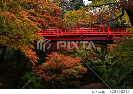 養父神社の紅葉 128868212