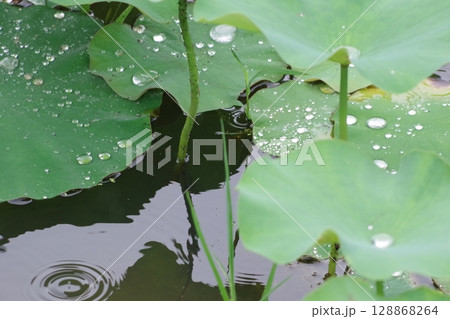蓮の葉に溜まった水 128868264