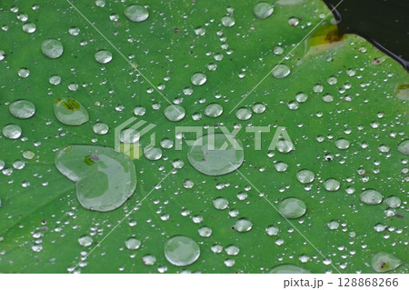 雨に濡れた葉っぱ 128868266