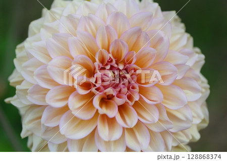 白いダリア 128868374