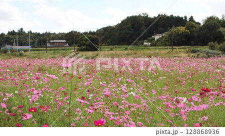 コスモスのある風景 希望ヶ丘公園 コスモスのある風景 希望ヶ丘公園 128868936