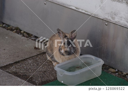Rabbit is standing in front of a water bowl Rabbit is standing in front of a water bowl 128869322
