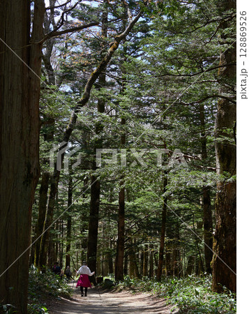 初夏の観光名所上高地の森の散策道でハイキングする女性観光客の姿 128869526