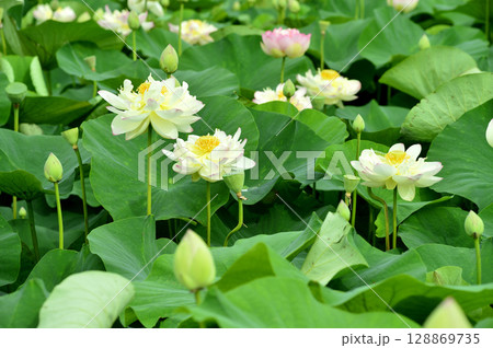 田園でみたハスの花 128869735