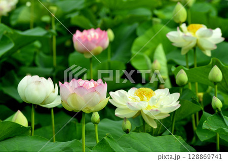 田園でみたハスの花 128869741