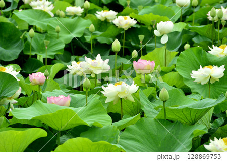 田園でみたハスの花 田園でみたハスの花 128869753