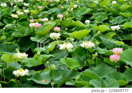 田園でみたハスの花 田園でみたハスの花 128869777