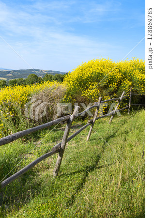An old wooden village fence stands leaning next to tall bushes with bright yellow flowers, against the backdrop of a blue sky. Vertical photo An old wooden village fence stands leaning next to tall bushes with bright yellow flowers, against the backdrop of a blue sky. Vertical photo 128869785