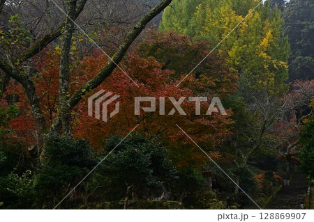 常勝寺の紅葉 128869907