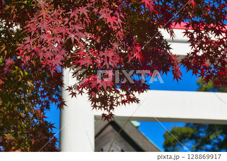 青空にはえる鎌倉宮の美しい鳥居と紅葉（神奈川県鎌倉市） 128869917