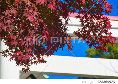 青空にはえる鎌倉宮の美しい鳥居と紅葉（神奈川県鎌倉市） 128869923
