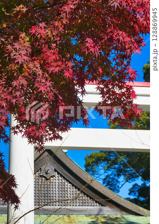 青空にはえる鎌倉宮の美しい鳥居と紅葉(神奈川県鎌倉市) 青空にはえる鎌倉宮の美しい鳥居と紅葉(神奈川県鎌倉市) 128869945