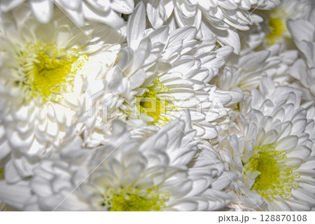 A bouquet of white chrysanthemums. White chrysanthemums (Chrysanthemum morifolium) feature dense, multi-layered petals surrounding a vibrant yellow-green center. A bouquet of white chrysanthemums. White chrysanthemums (Chrysanthemum morifolium) feature dense, multi-layered petals surrounding a vibrant yellow-green center. 128870108
