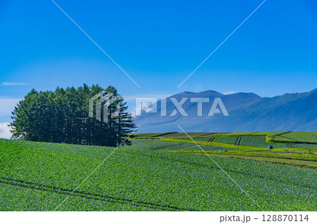 （群馬県）嬬恋村・カラマツの丘のキャベツ畑 128870114