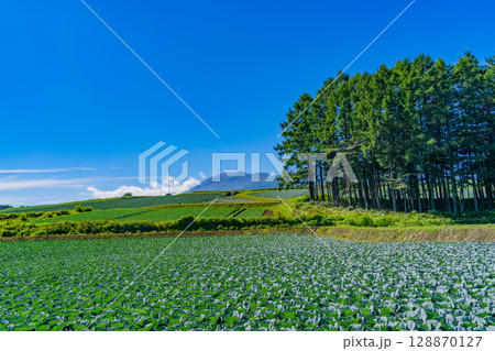 （群馬県）嬬恋村・カラマツの丘のキャベツ畑 128870127