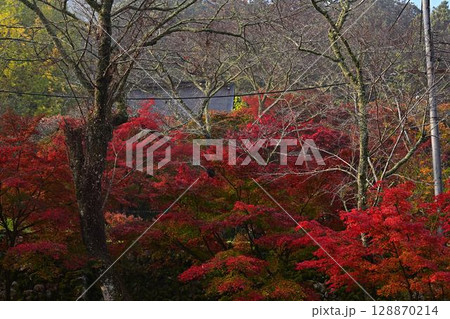 常勝寺の紅葉 常勝寺の紅葉 128870214