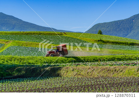 （群馬県）嬬恋村・カラマツの丘　トラクター 128870311