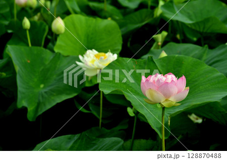田園でみたハスの花 128870488