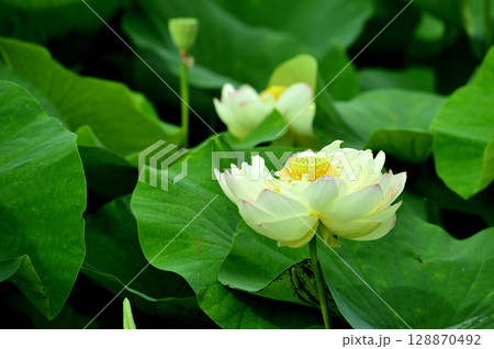 田園でみたハスの花 田園でみたハスの花 128870492