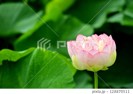 田園でみたハスの花 田園でみたハスの花 128870511