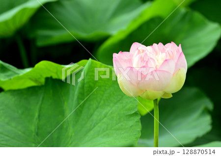 田園でみたハスの花 128870514