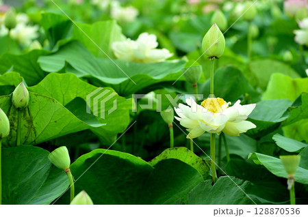 田園でみたハスの花 田園でみたハスの花 128870536