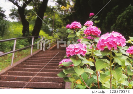 多摩川台公園のあじさいと階段 多摩川台公園のあじさいと階段 128870578