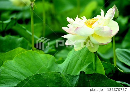 田園でみたハスの花 128870787