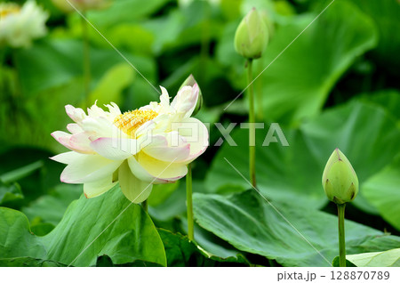 田園でみたハスの花 田園でみたハスの花 128870789