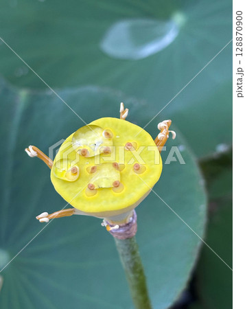 Closeup of a yellow lotus seedpod, with all the flower petals withered away. Closeup of a yellow lotus seedpod, with all the flower petals withered away. 128870900