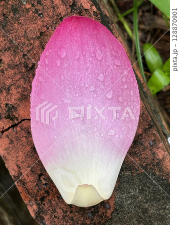 Closeup of a pink lotus petal with water droplets, placed on a brick.stage, ballroom hall, convention hall, hall, point light, interior design, suspended, decoration, pointlight, indoor, gallery, show Closeup of a pink lotus petal with water droplets, placed on a brick.stage, ballroom hall, convention hall, hall, point light, interior design, suspended, decoration, pointlight, indoor, gallery, show 128870901