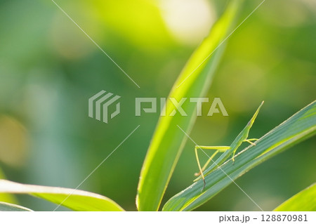 緑の葉にとまるバッタ 128870981