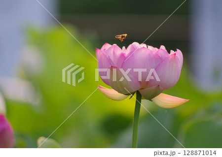 ハスの花とミツバチ ハスの花とミツバチ 128871014