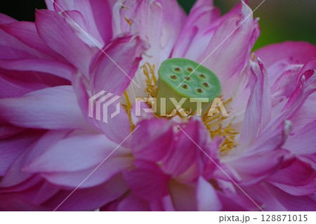 蓮の花 128871015