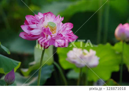 ピンク色の蓮の花が咲いています 128871018